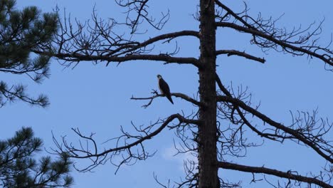 an osprey sits on a dead tree with blue skies behind it