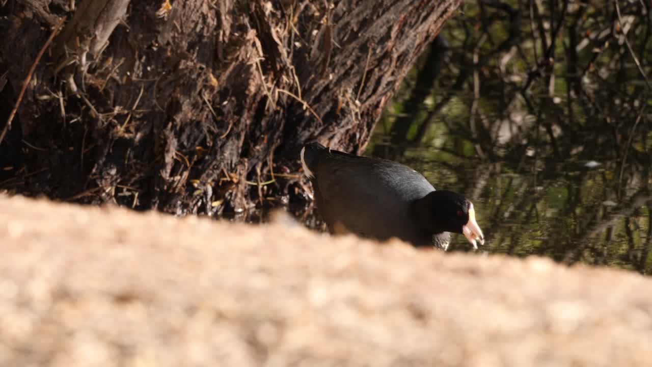 la gallina americana busca alimento y se mete en el agua.