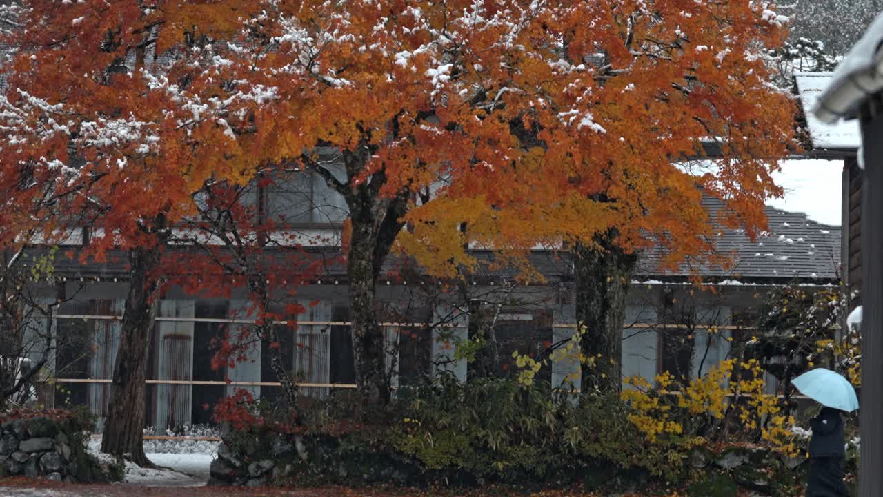 A vibrant red foliage tree stands beautifully dusted with snow in the heart of Shirakawa-go, Japan.