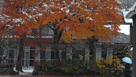 a vibrant red foliage tree stands beautifully dusted with snow in the heart of shirakawa-go, japan.