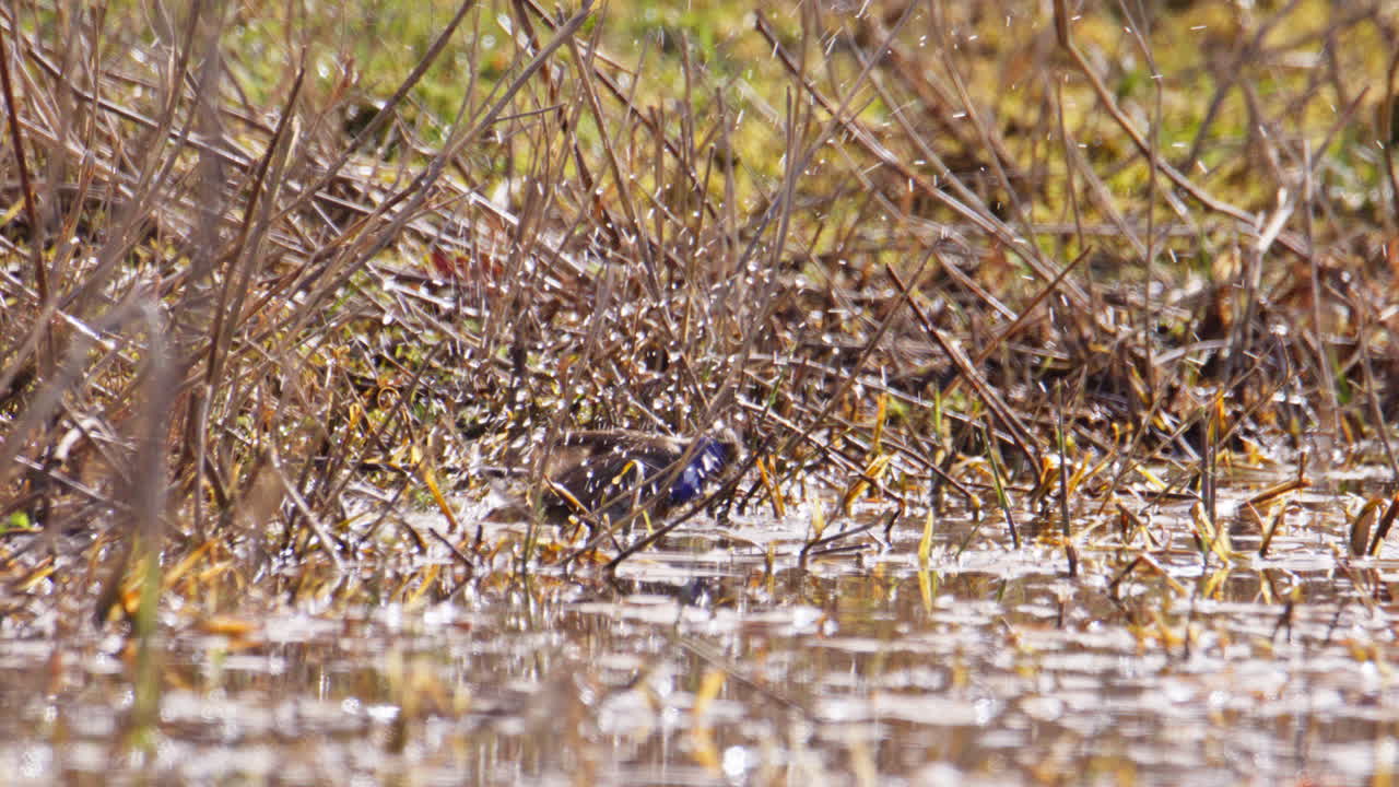 Pettazzurro (Luscinia svecica) che si bagna nelle acque basse di una palude a Driemanspolder.