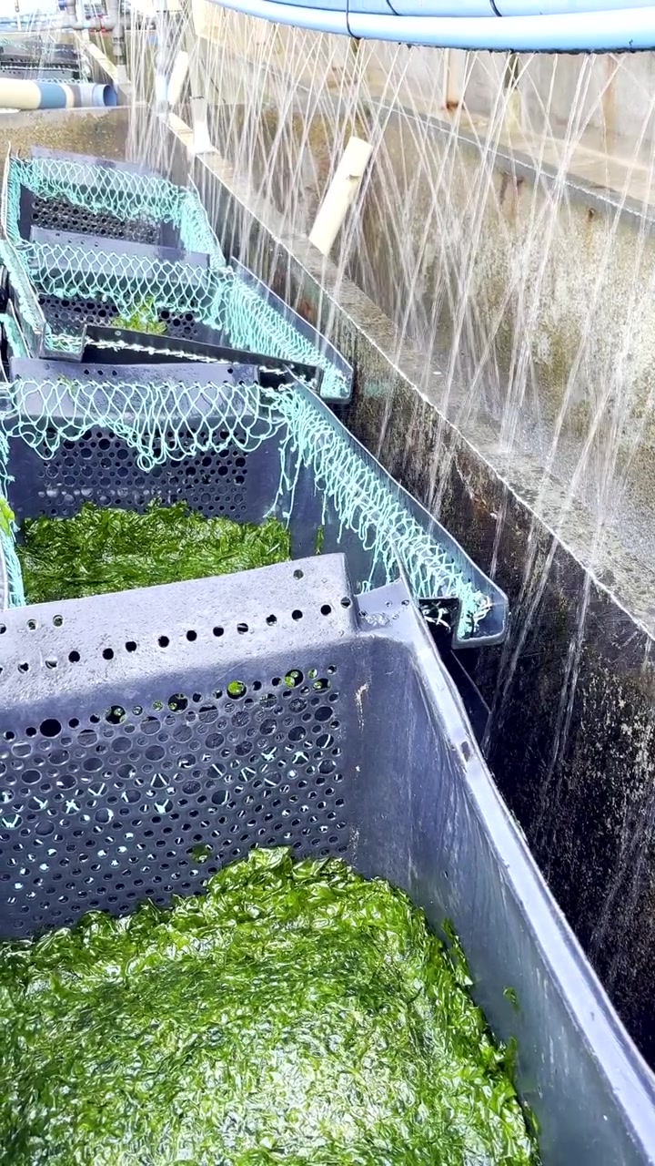 Zielona sałata morska (Ulva lactuca) w plastikowych koszach, utrzymywana w wilgoci za pomocą zraszaczy.