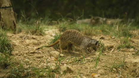 meerkat walking ij the outdoors inside a zoo