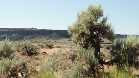 Gnarled-old-Sagebrush-tree-in-arid-landscape-of-Potholes-Coulee,-WA