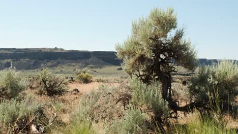 viejo árbol de sable retorcido en el paisaje árido de pozos coulee, wa