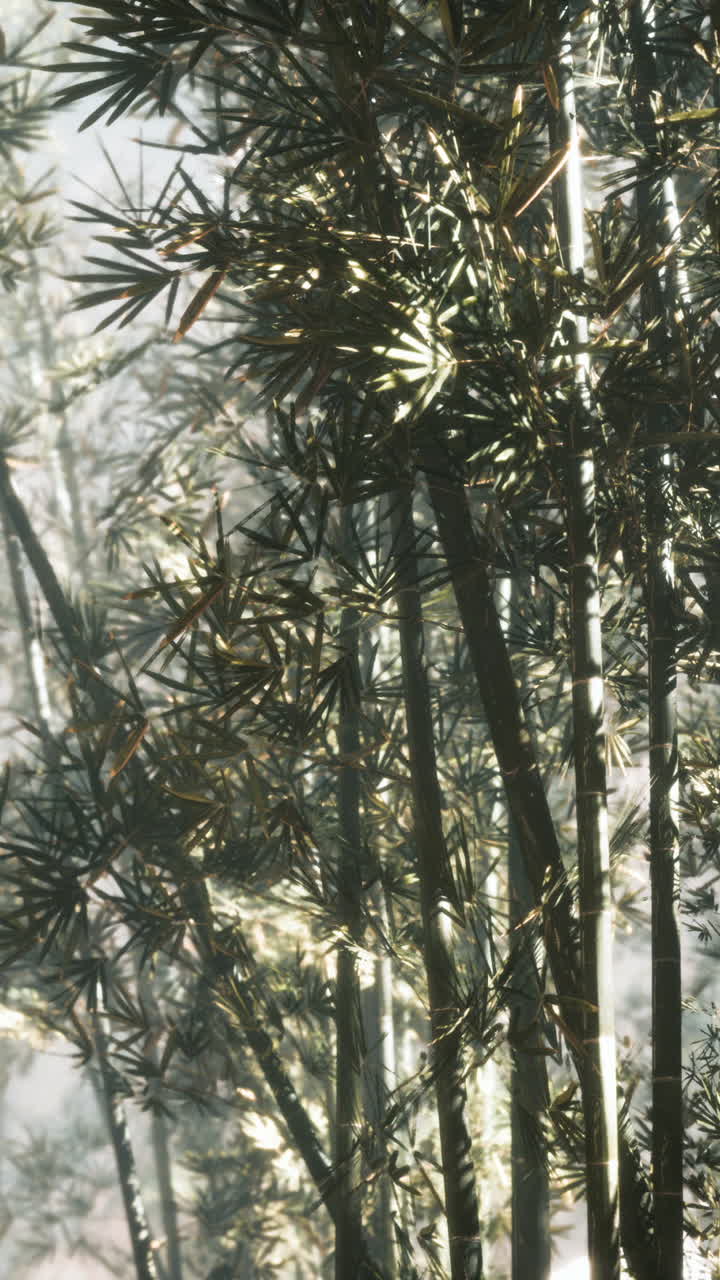 la luz del sol brillando a través de un exuberante bosque de bambú