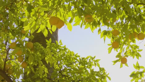 oranges in orange tree in a calm place with blue sky