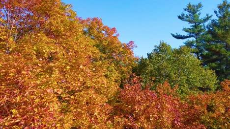 slowly rising above brightly colored autumn forest on a bright sunny day, aerial close up