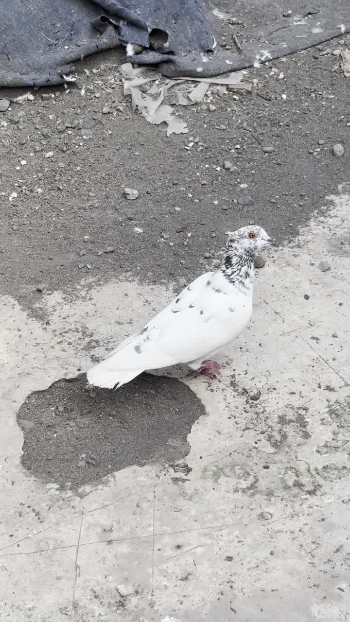Piccione bianco maculato in piedi che si guarda intorno su un terreno in cemento.