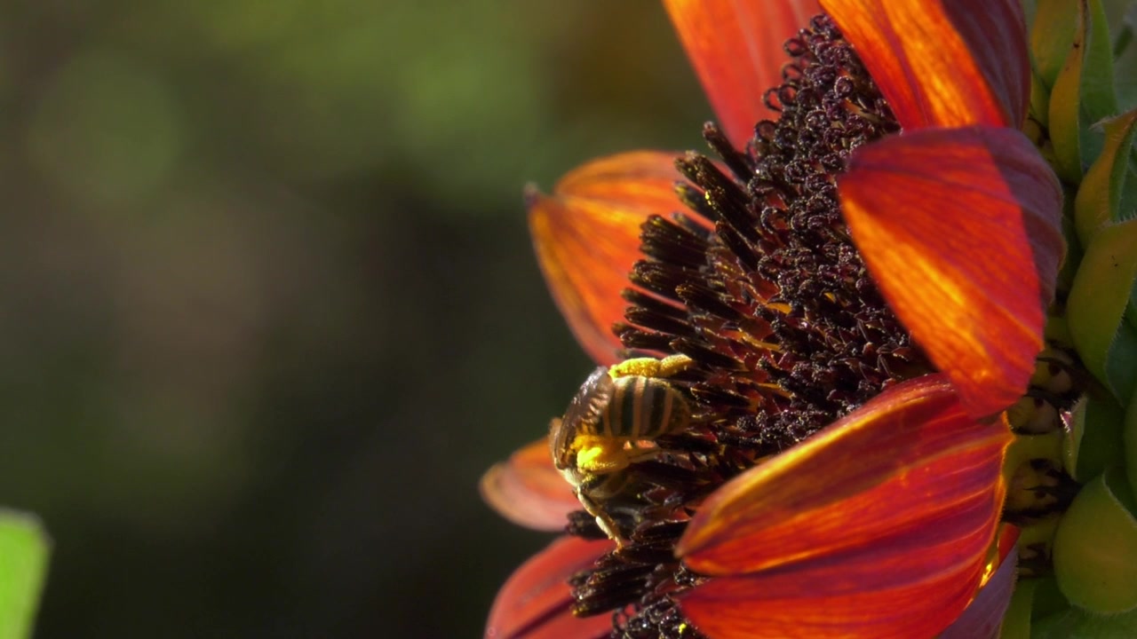 Garden insects, honeybee on red sunflower macro slow motion nature