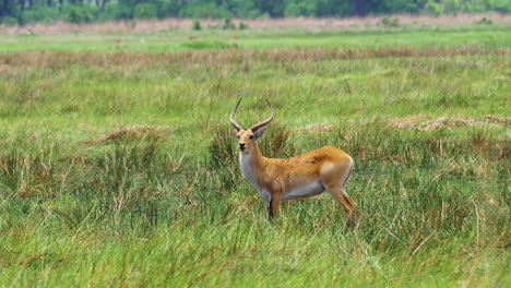 Erwachsener-Männlicher-Lechwe-Steht-Im-Grasland-Des-Moremi-Wildreservats-In-Botswana