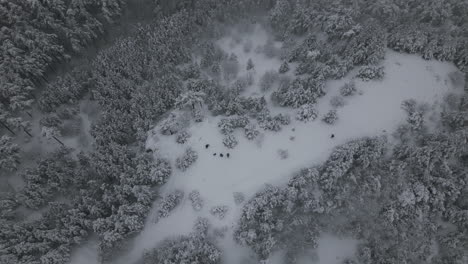 Luftaufnahmen-Von-Menschen,-Die-Im-Winter-Im-Verschneiten-Berg-Wandern