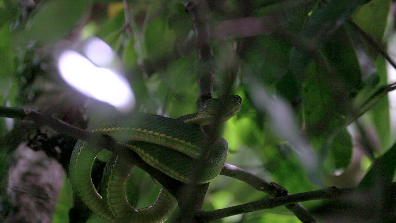 Shows poisonous fangs tooth coiled South American rainforest jungle tropical Green Jararaca Pit Viper