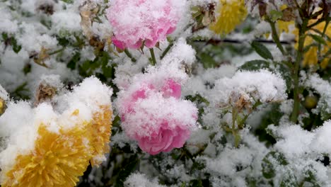 Bunte-Blumen-Und-Schnee,-Nahaufnahme