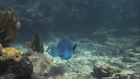 a blue fish underwater swimming though the sea