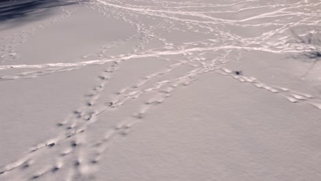 snow trail path footpath open field covered in snowfall forest aerial drone