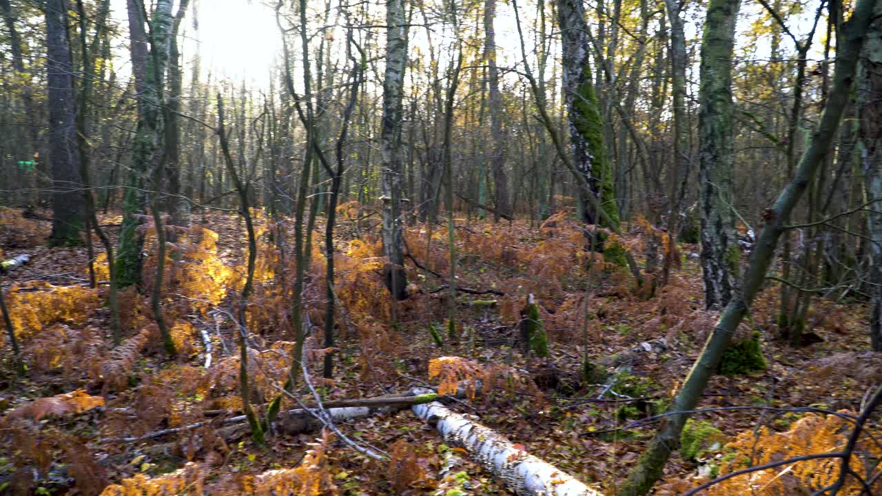 медленная сковорода над лесной землей с засохшими растениями и мертвыми стволами деревьев