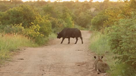 a lioness lying in the dirt road watching a cape buffalo crossing the road in beautiful golden light, greater kruger.