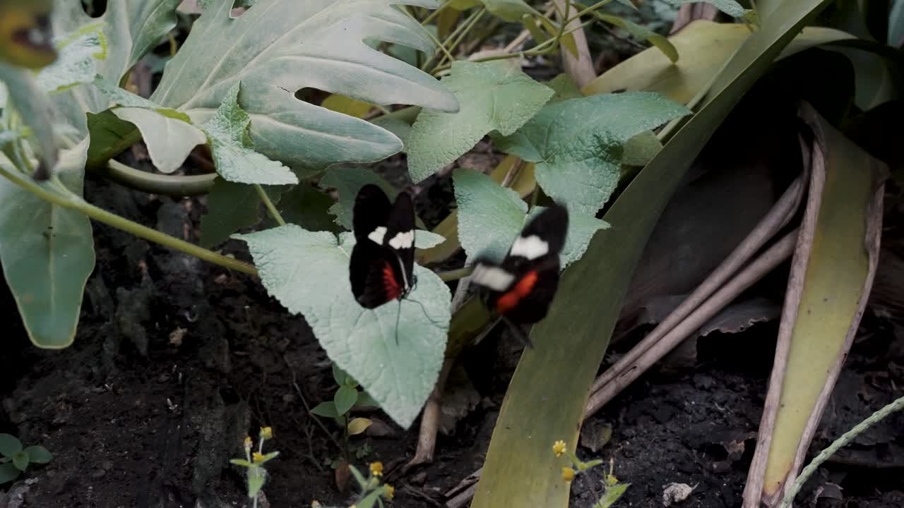 숲속의 녹색 잎에 펄럭이는 우체부 나비 한 쌍