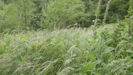 Grasses-and-foxgloves-blowing-in-the-wind,-slow-motion,-Sony-FX30