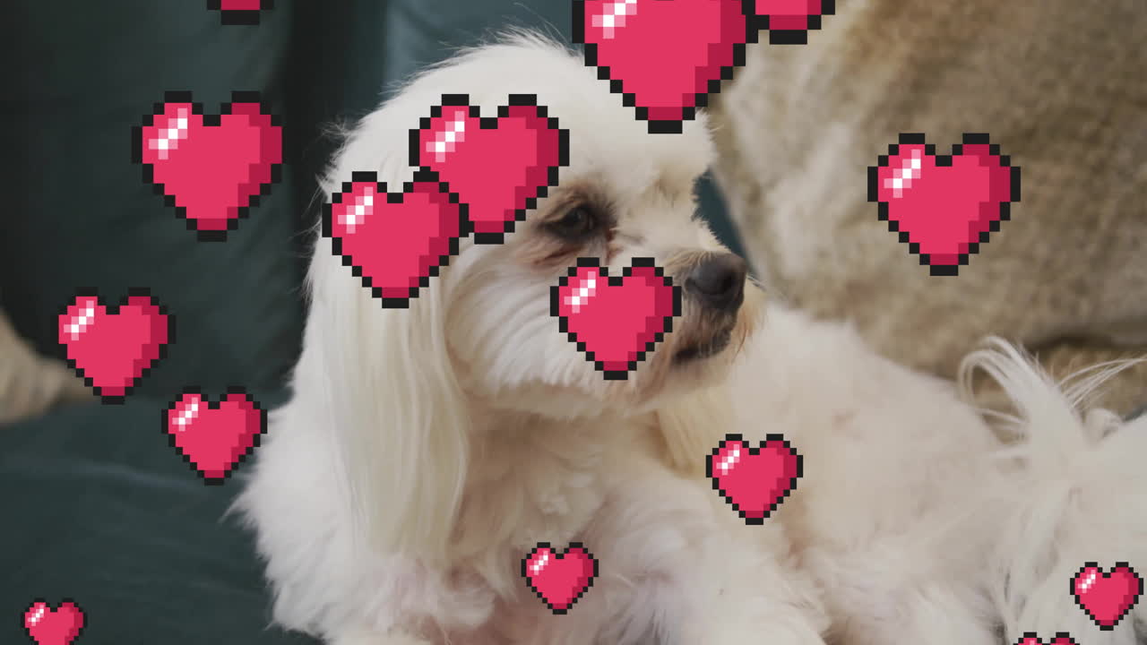 Pixelated hearts animation over white dog lying down, looking relaxed