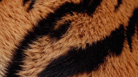 close-up of tiger fur