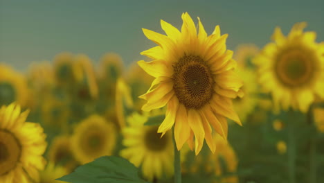 los girasoles florecen hermosamente en un vasto campo bajo un cielo azul claro