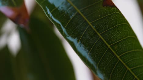 macro close up shot of a wet mango leaf after rainfall