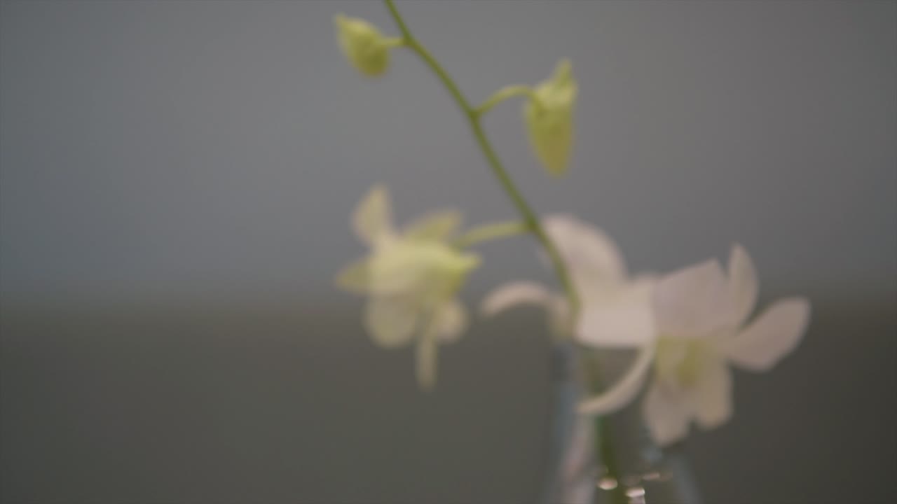 꽃이 만발한 꽃 매크로 클로즈업 샷, 전문적이고 영화적인 모습