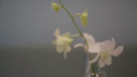 blossoming flower macro close up shot, professional and cinematic look