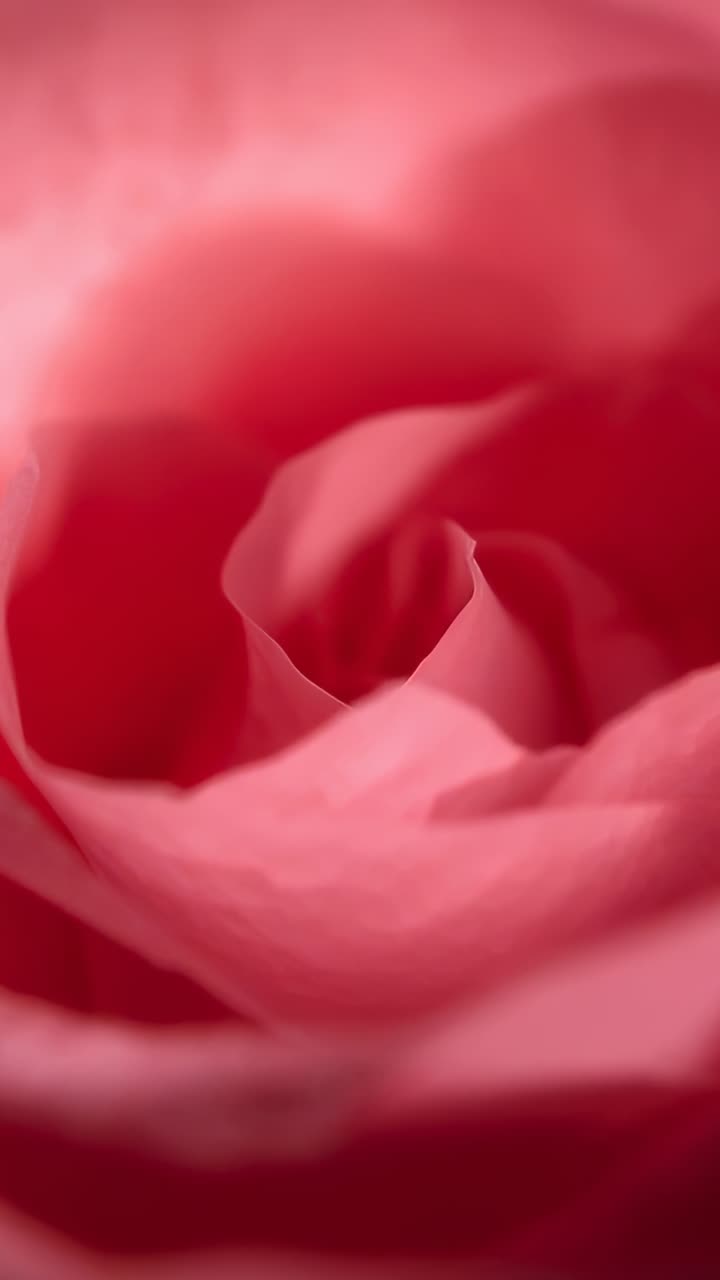 Video verticale: obiettivo macro che mette a fuoco rivelando una rosa rosa a spirale per mostrare i petali morbidi in studio