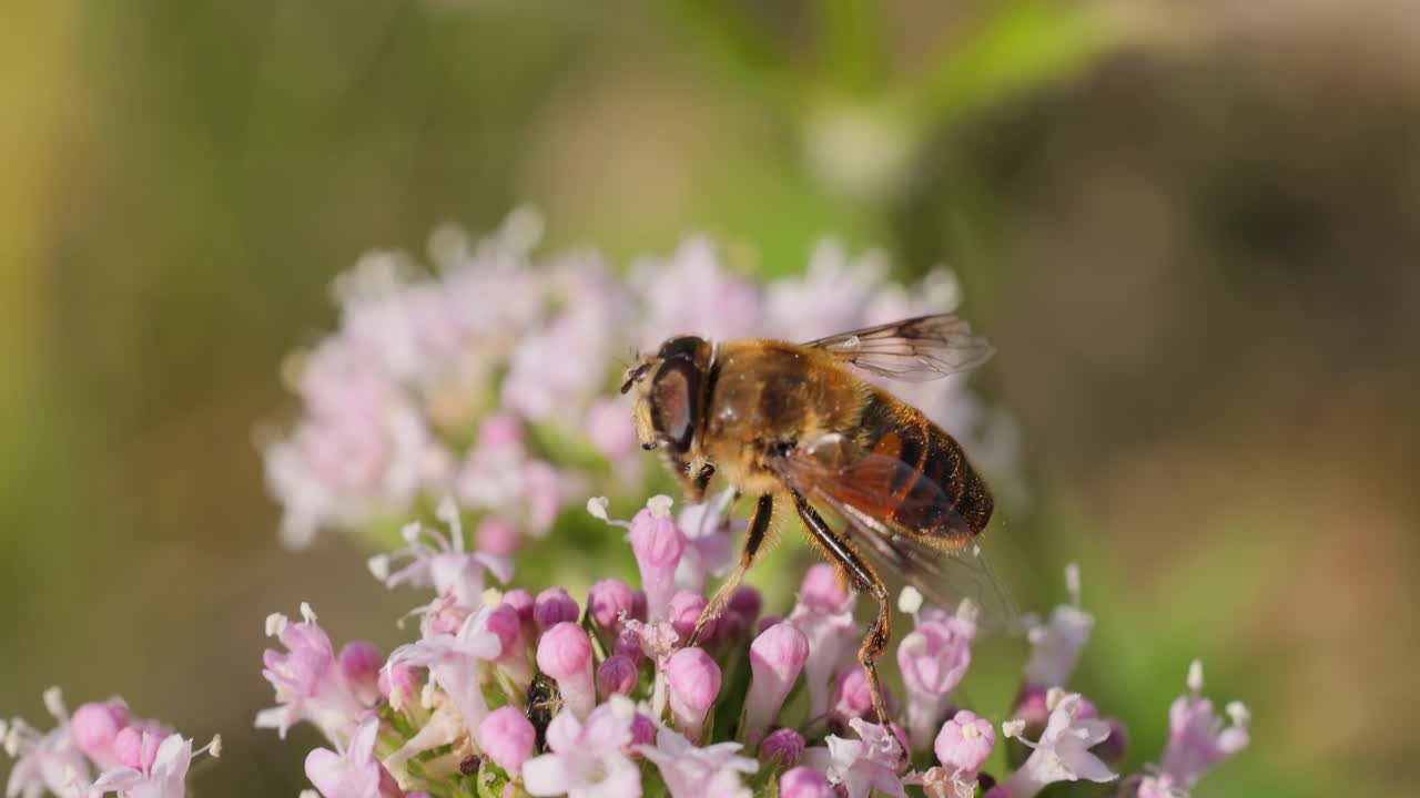 Helophilus pendulus is a European hoverfly