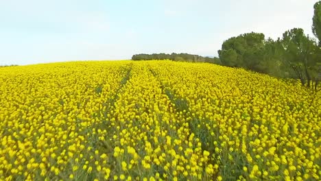 flores amarillas en pradera con colinas en la naturaleza