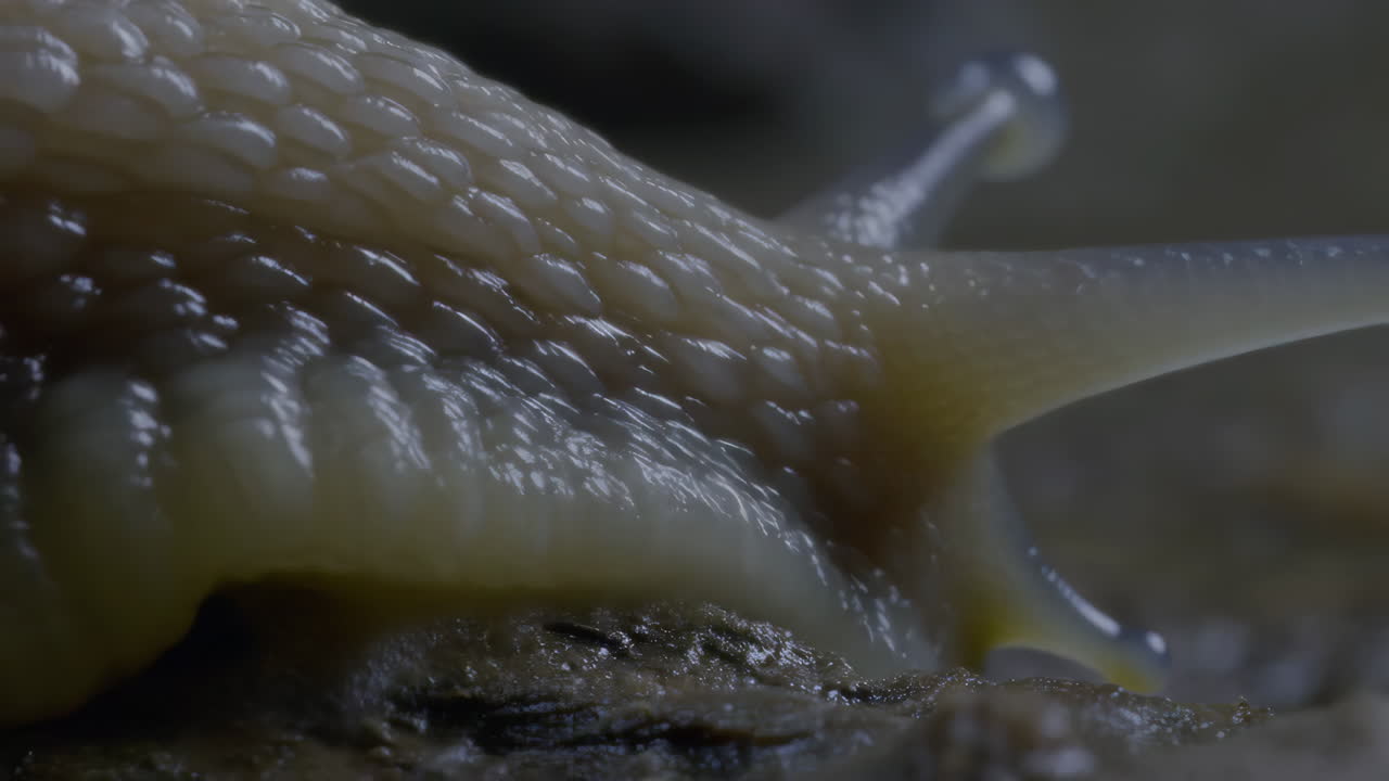 Macro Close-up of a Snail's Body