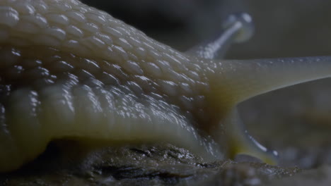 macro close-up of a snail's body