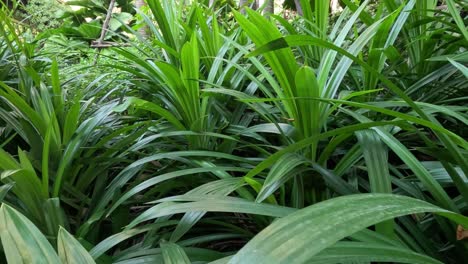 vista de cerca de las densas hojas de la planta pandan