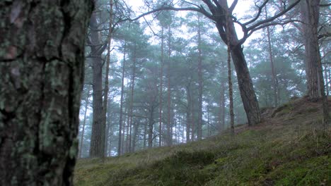 wild pine forest with green moss and heather under the trees, foggy overcast day with light mist, nordic woodland, baltic sea coast, mystic concept, medium handheld dolly shot