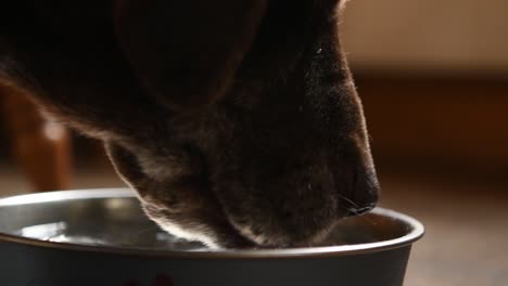 brown chocolate labrador drinking water from her bowl close up