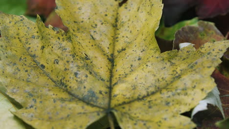 closeup panning forward across a large yellow leaf on a pile