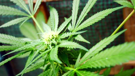 marihuana medicinal narcótico planta de cannabis ilegal prohibido invernadero interior hierba herbaria