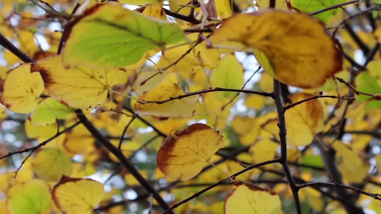 la hoja de los árboles del jardín del parque de otoño
