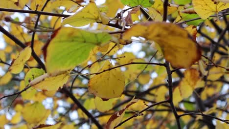 la hoja de los árboles del jardín del parque de otoño