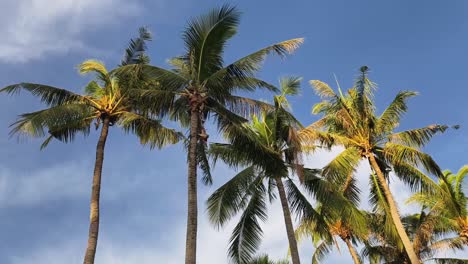 palm trees with people climbing