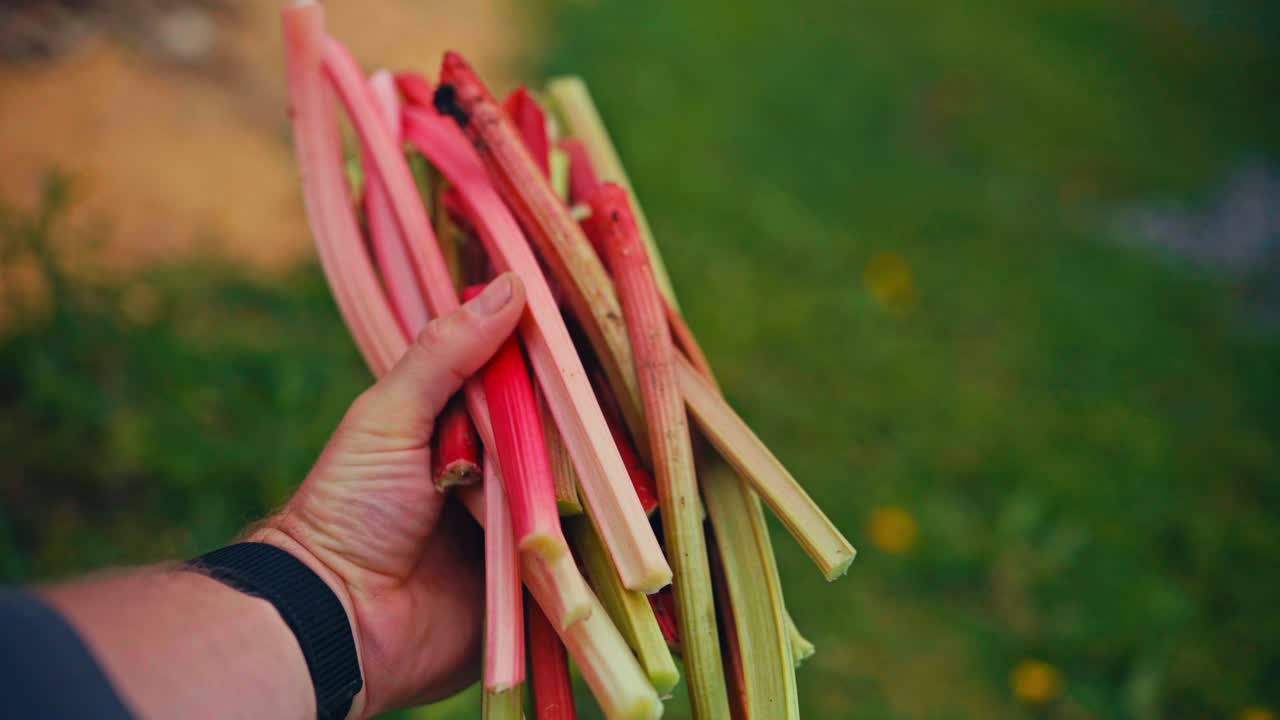 A Hand Holds Freshly Harvested Rhubarb Stalks in a Garden - Defocused Shot