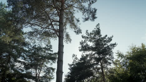stock footage description:
sunlight pierces through a canopy of tall pine trees, creating a dazzling lens flare effect