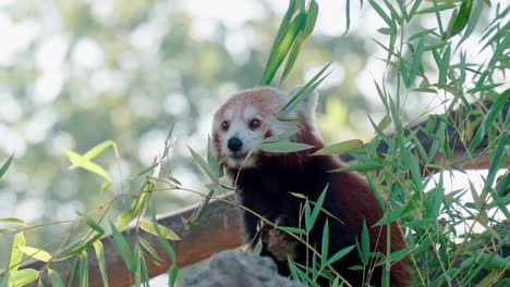 static shot of a red panda eating leaves