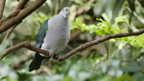 grauer vogel im wald.