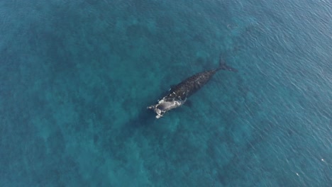 whale mother with baby calf swimming in blue ocean