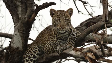 medium shot of a young leopard cub lying in a tree while looking into the distance on a rainy day, mashatu game reserve.