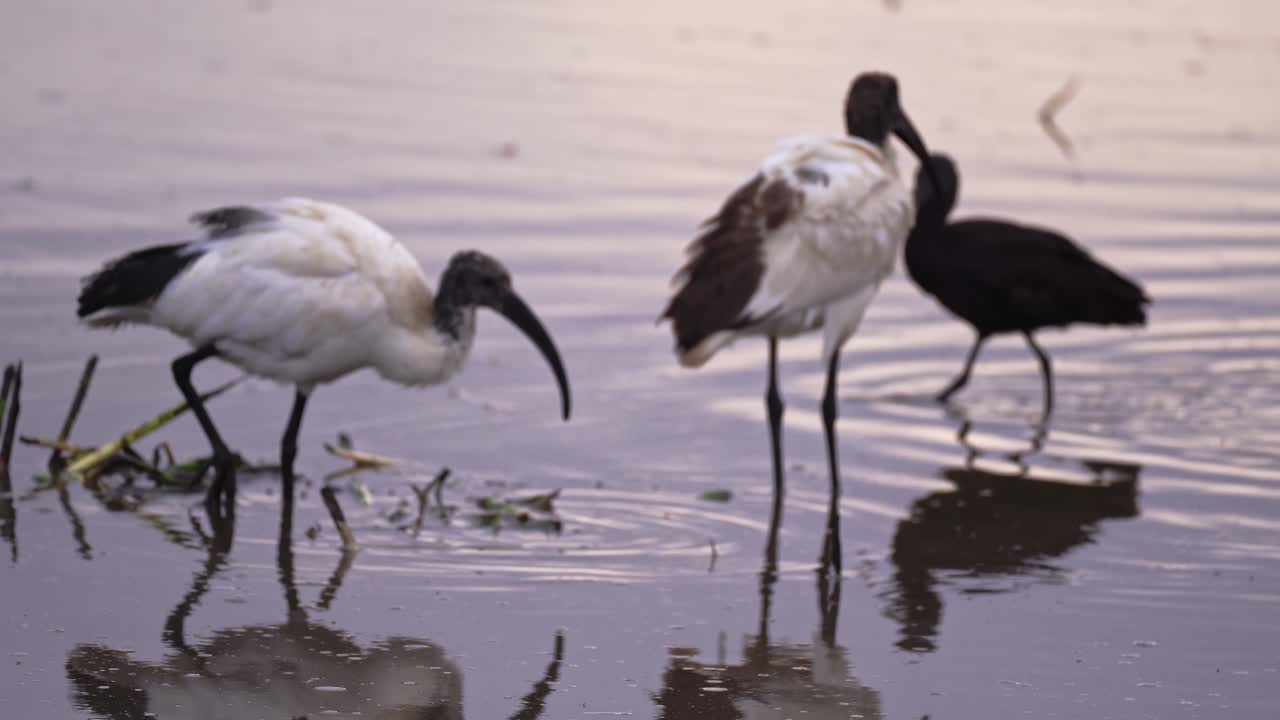 A flock of African Sacred Ibises grazes slowly in shallow water and thick mud across the wetlands of Ngorongoro Crater, Tanzania, showcasing close-up wildlife behavior in a rich wetland ecosystem